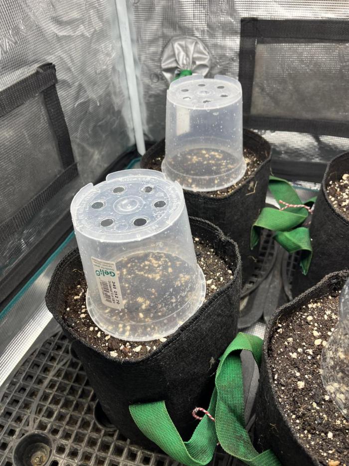 Some Medical Seeds freebies. Week 0