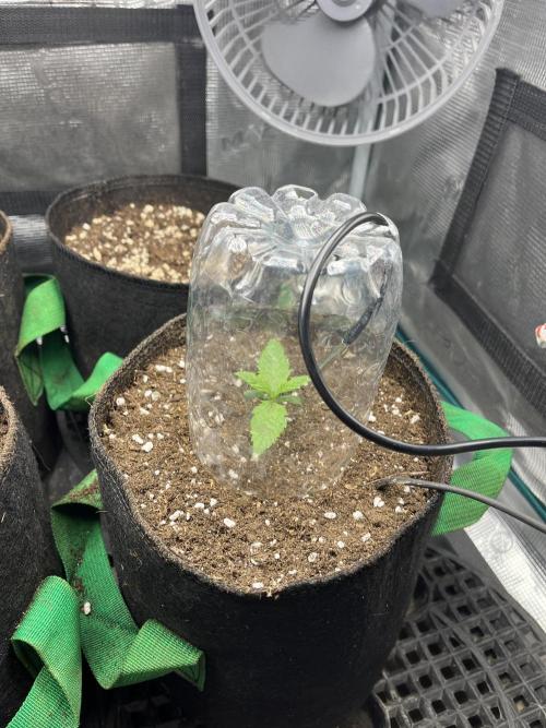 First time trying some DNA free seeds. Week 1