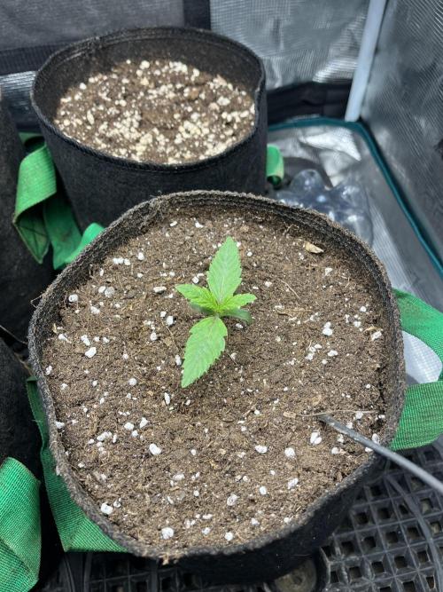 First time trying some DNA free seeds. Week 1