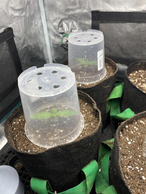 Some Medical Seeds freebies. Week 1