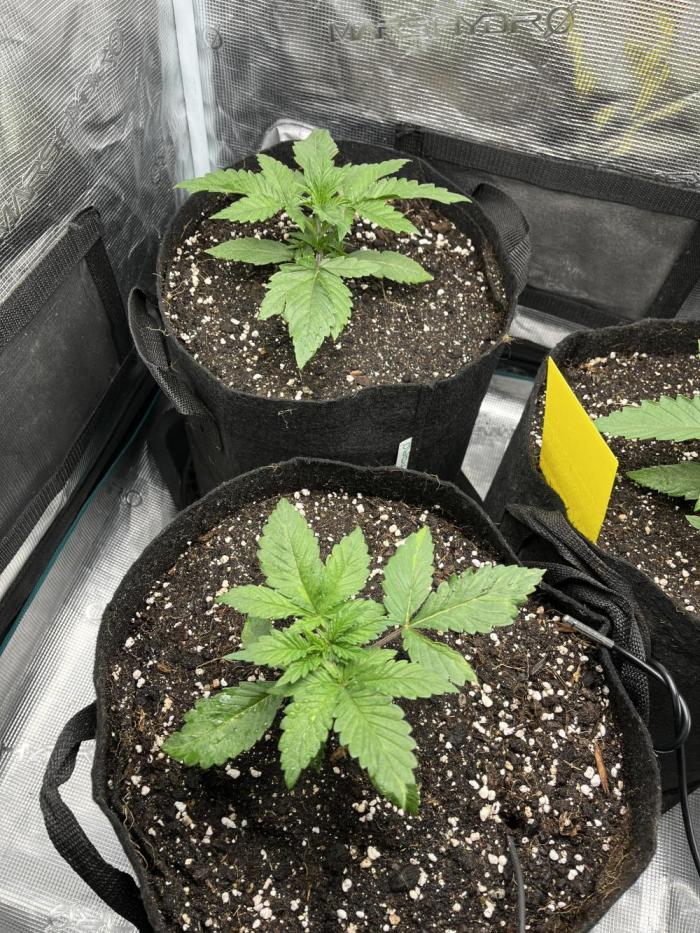 Some Medical Seeds freebies. Week 2