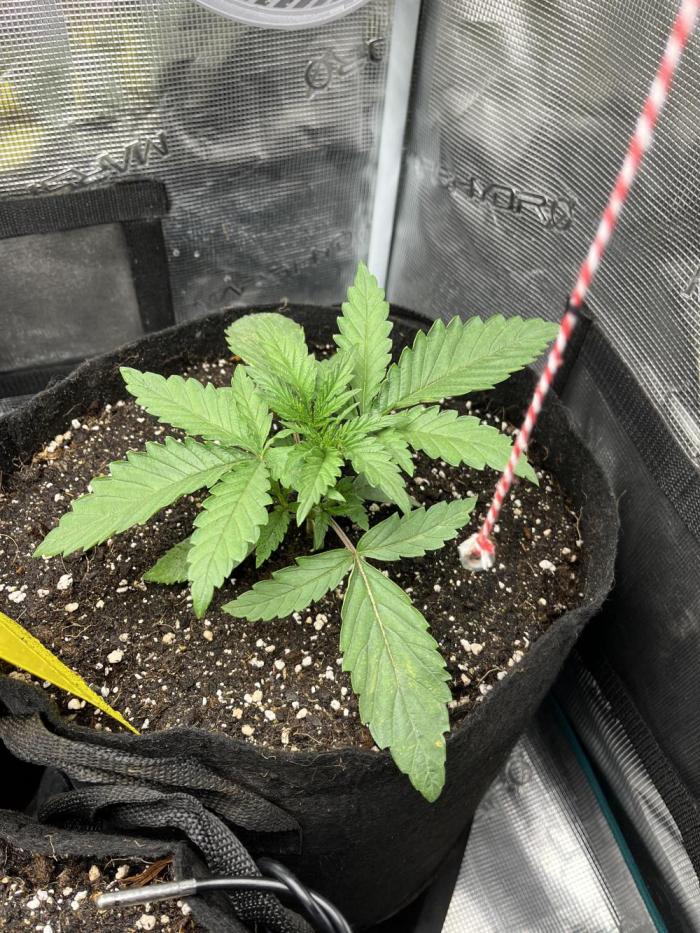 First time trying some DNA free seeds. Week 2