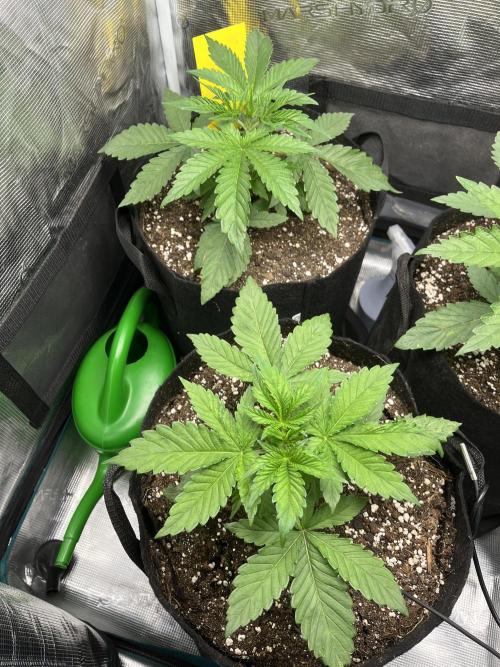 Some Medical Seeds freebies. Week 2