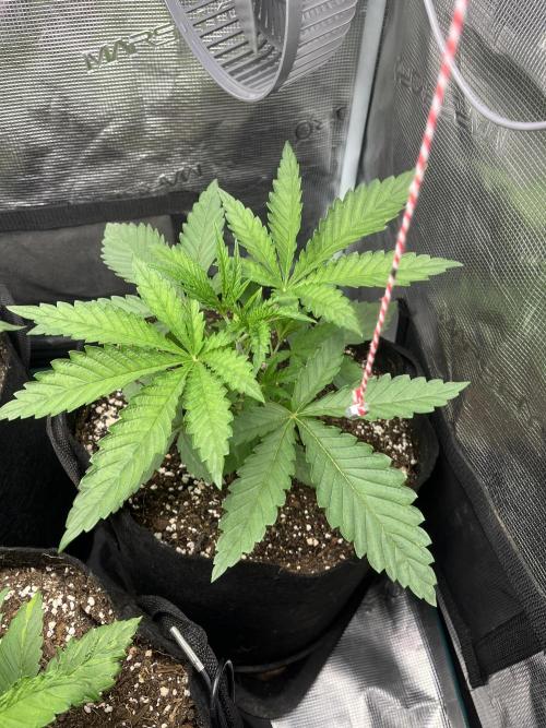 First time trying some DNA free seeds. Week 2