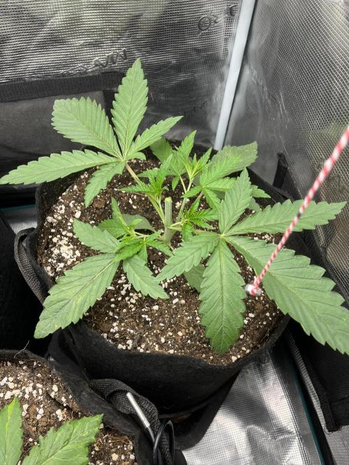 First time trying some DNA free seeds. Week 2