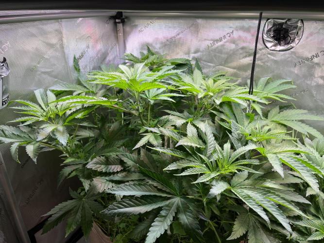 Apples & Cherries in Living Soil. Week 5 - Apple Jacked