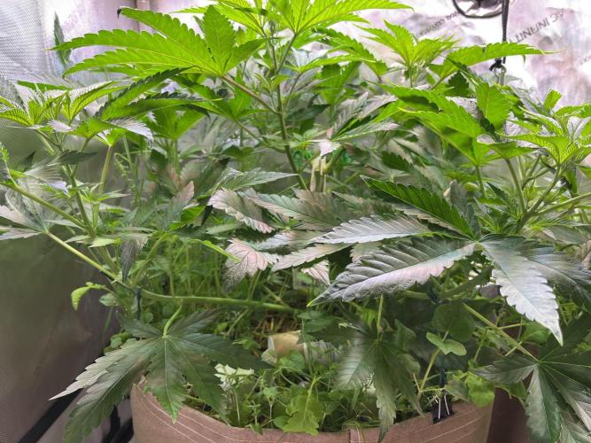 Apples & Cherries in Living Soil. Week 5