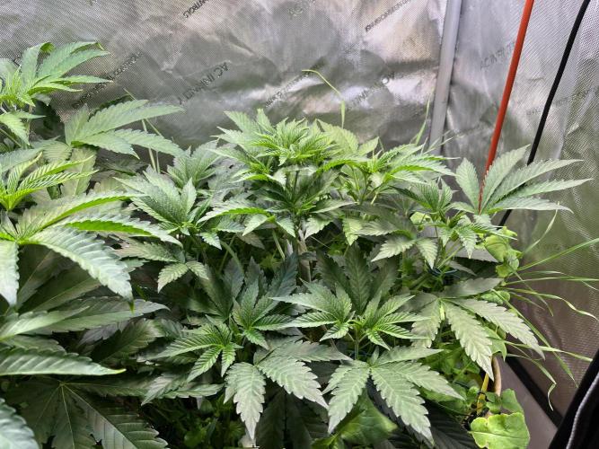 Apples & Cherries in Living Soil. Week 5 - Cherry Ocean 