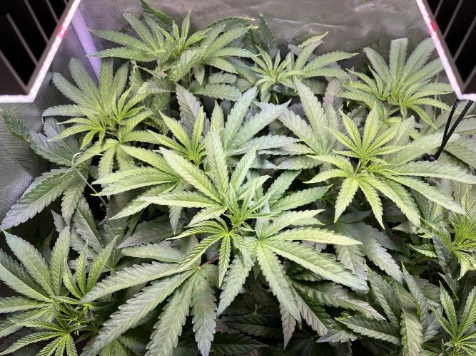 Apples & Cherries in Living Soil. Week 5 - Apple Jacked