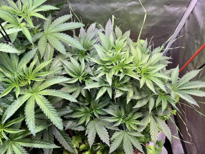 Apples & Cherries in Living Soil. Week 5 - Cherry Ocean 