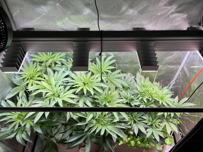 Apples & Cherries in Living Soil. Week 5