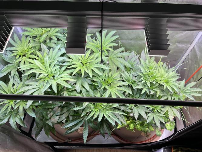 Apples & Cherries in Living Soil. Week 5