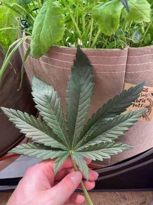 Apples & Cherries in Living Soil. Week 5 - Very healthy leaves 