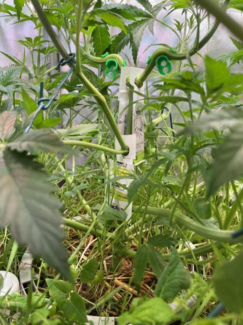 Apples & Cherries in Living Soil. Week 5 - Predator mites for preventive pest control