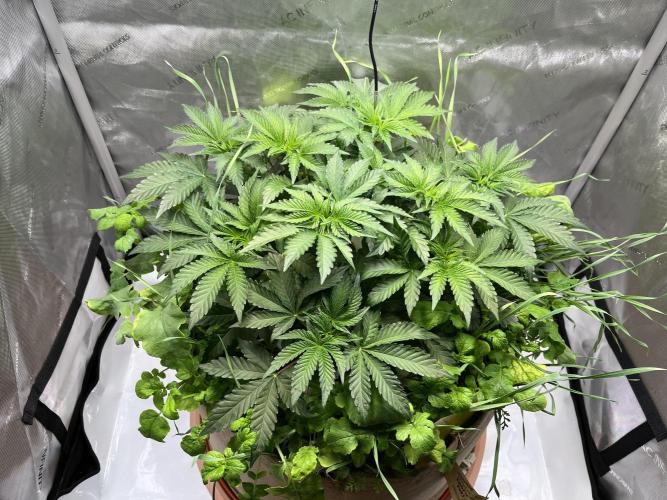 Last Dance in Living Soil. Week 5