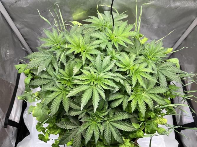 Last Dance in Living Soil. Week 5