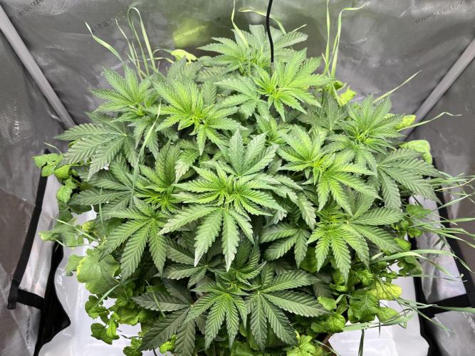 Last Dance in Living Soil. Week 5