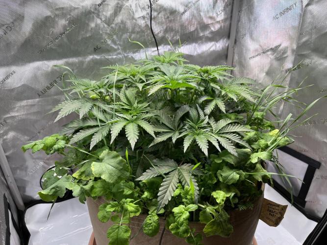 Last Dance in Living Soil. Week 5