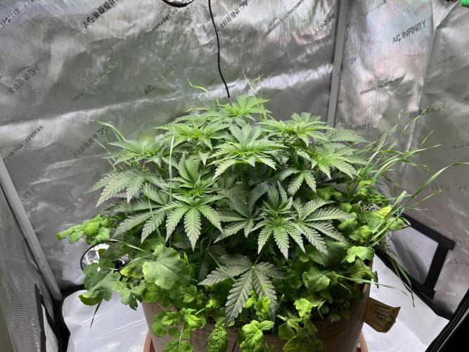 Last Dance in Living Soil. Week 5