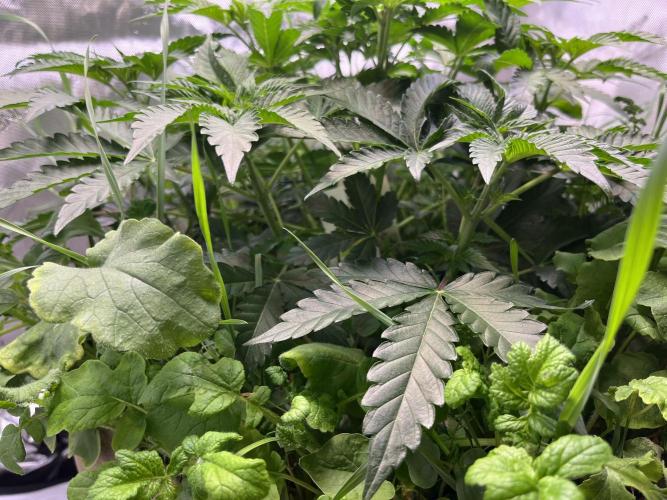 Last Dance in Living Soil. Week 5