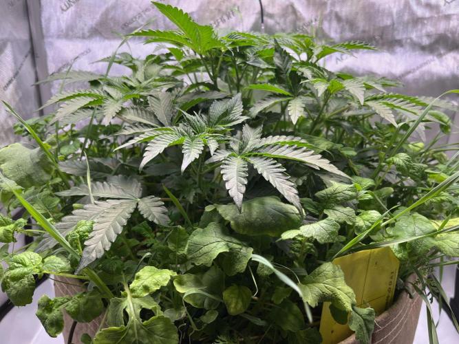 Last Dance in Living Soil. Week 5