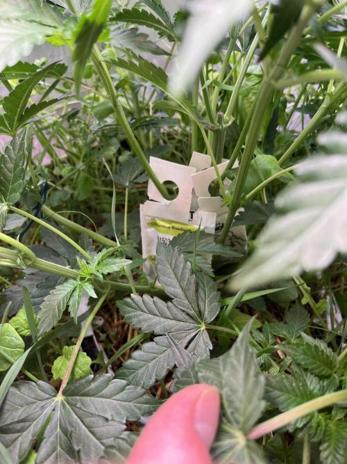 Last Dance in Living Soil. Week 5 - Predator mites for preventive pest control 