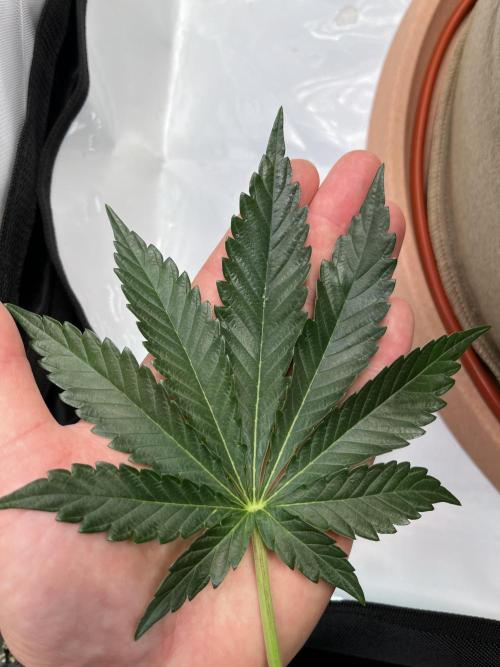 Last Dance in Living Soil. Week 5 - Very healthy leaves 