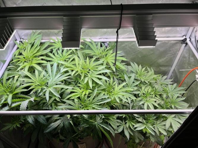 Apples & Cherries in Living Soil. Week 6