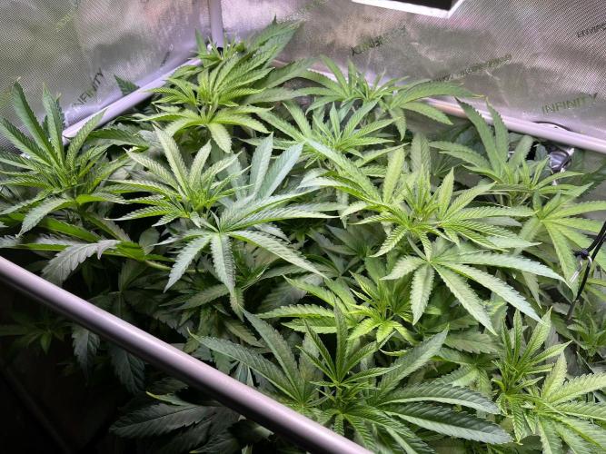 Apples & Cherries in Living Soil. Week 6 - Apple Jacked