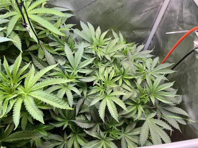 Apples & Cherries in Living Soil. Week 6 - Cherry Ocean 