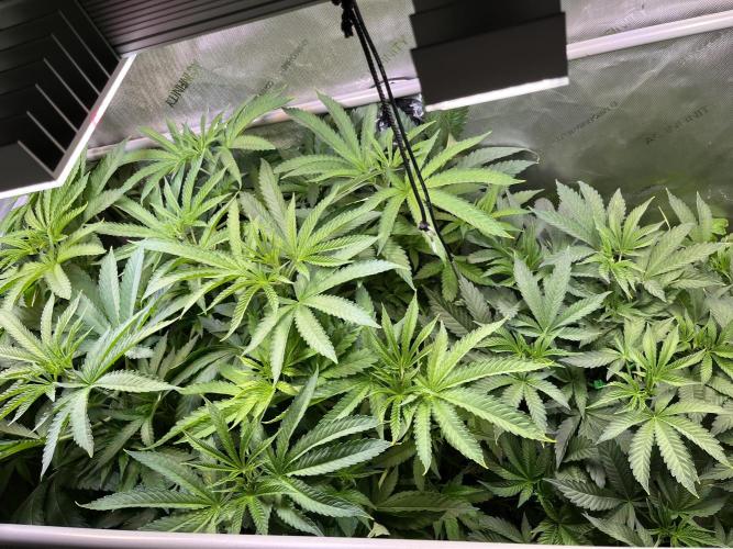 Apples & Cherries in Living Soil. Week 6