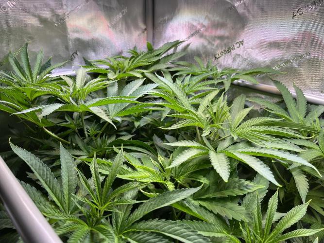 Apples & Cherries in Living Soil. Week 6