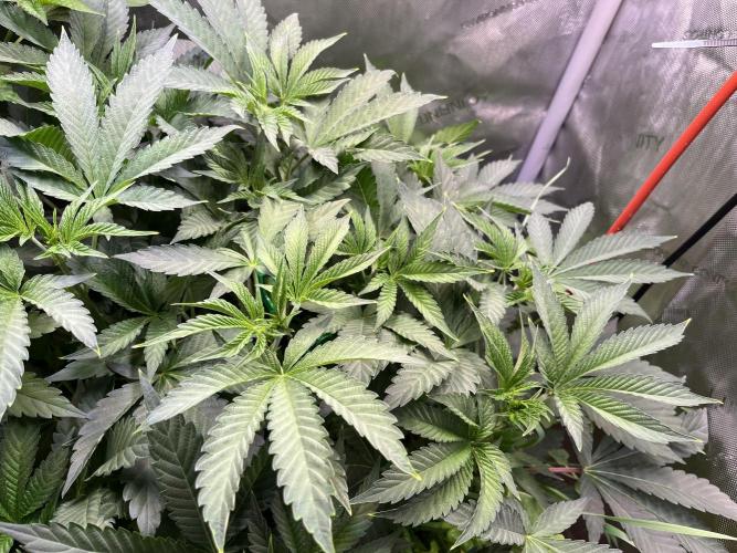 Apples & Cherries in Living Soil. Week 6