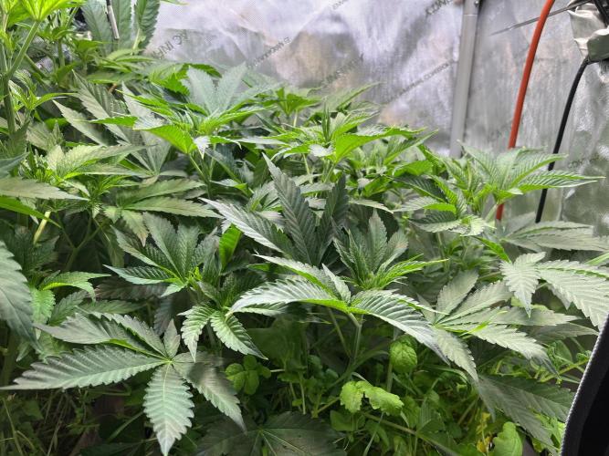 Apples & Cherries in Living Soil. Week 6