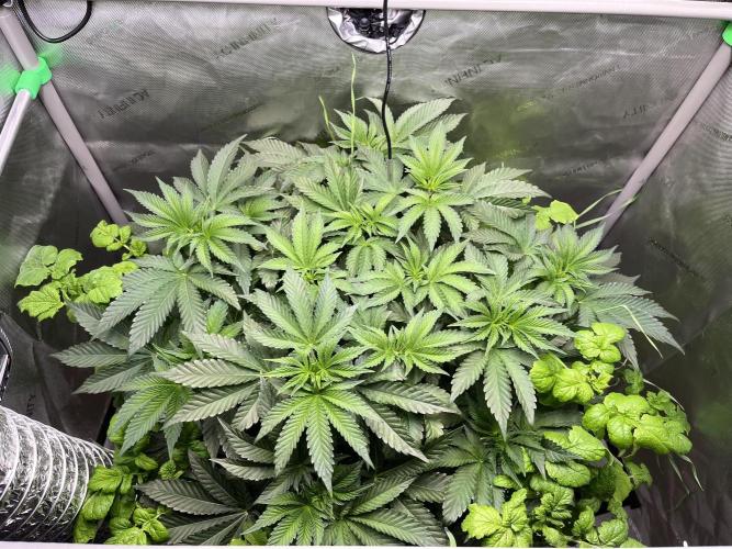 Last Dance in Living Soil. Week 6