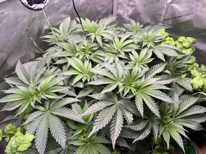 Last Dance in Living Soil. Week 6