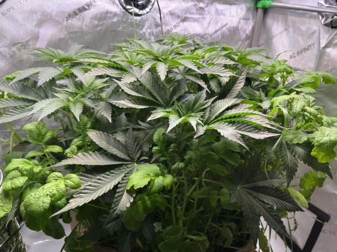 Last Dance in Living Soil. Week 6