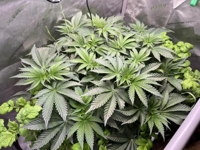 Last Dance in Living Soil. Week 6