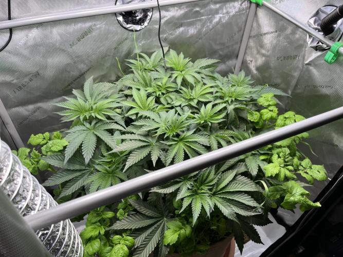 Last Dance in Living Soil. Week 6