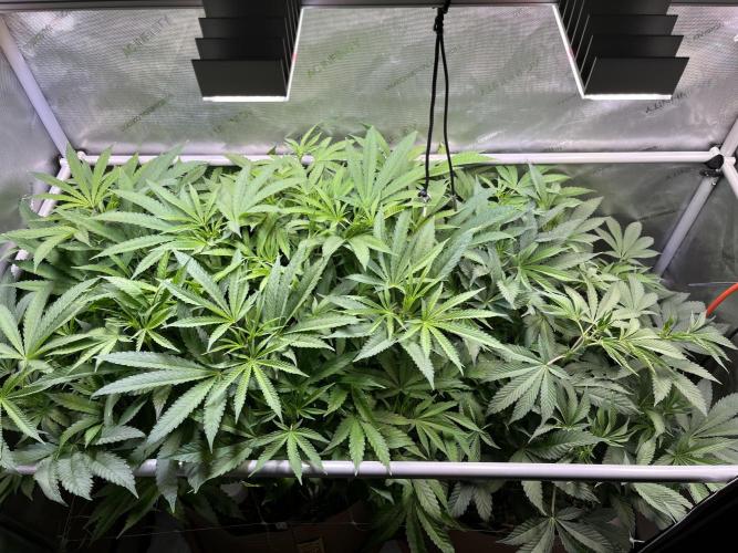 Apples & Cherries in Living Soil. Week 7