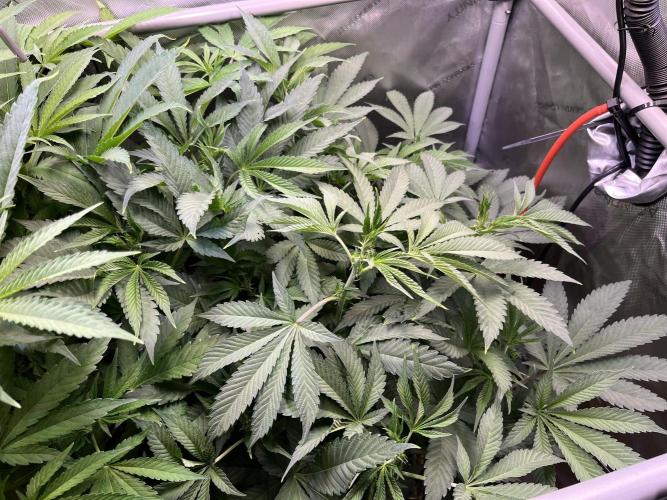 Apples & Cherries in Living Soil. Week 7