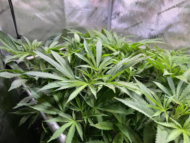 Apples & Cherries in Living Soil. Week 7