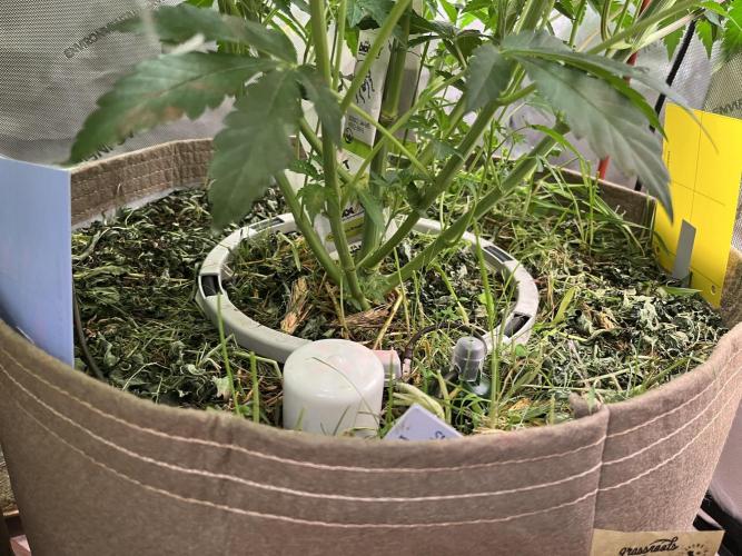 Apples & Cherries in Living Soil. Week 7