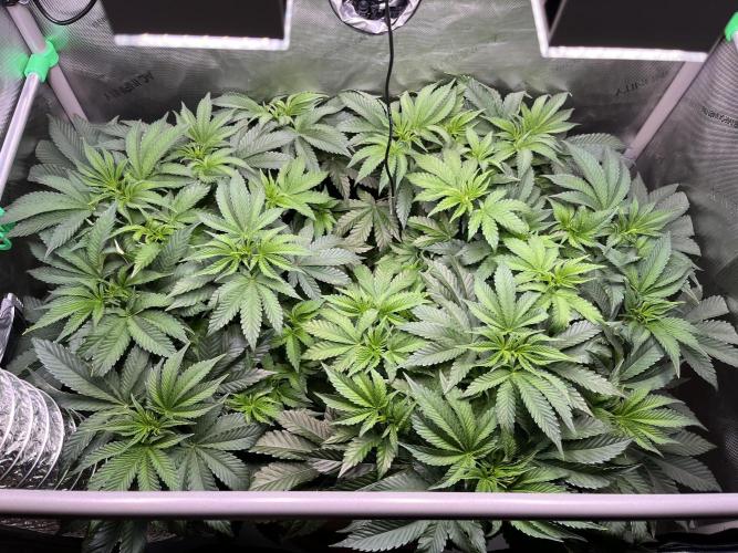 Last Dance in Living Soil. Week 7