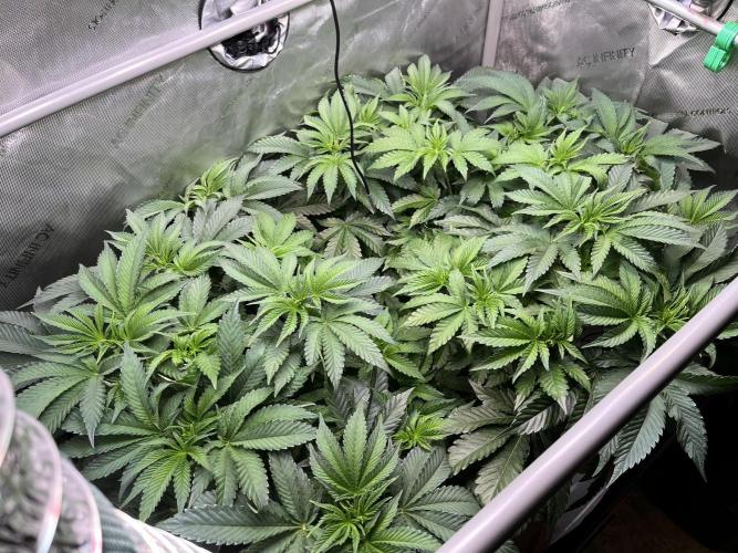 Last Dance in Living Soil. Week 7