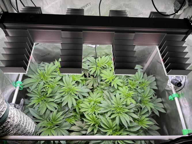 Last Dance in Living Soil. Week 7