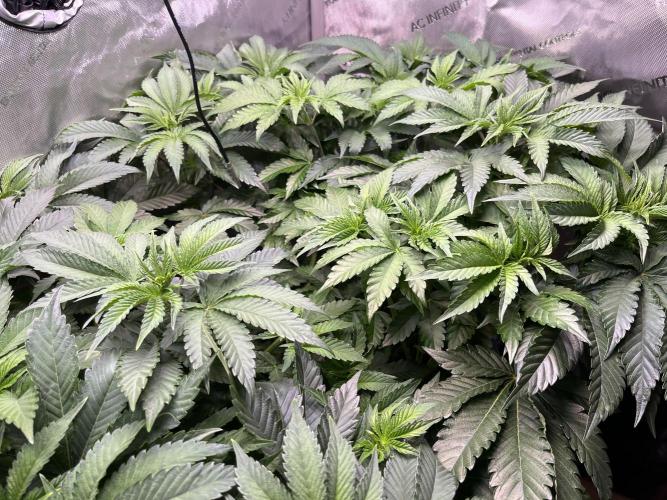 Last Dance in Living Soil. Week 7