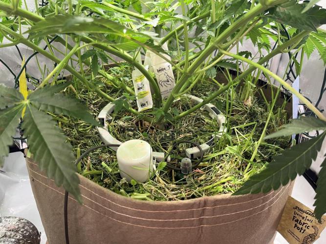 Last Dance in Living Soil. Week 7