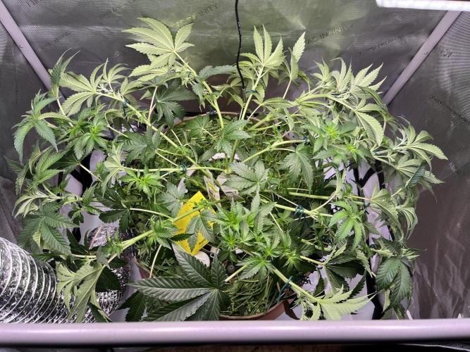 Last Dance in Living Soil. Week 7 - LST - 6 days ago