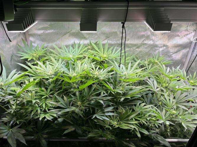 Apples & Cherries in Living Soil. Week 8